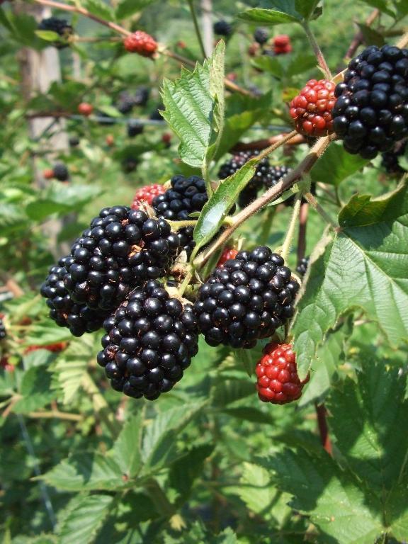 Agriturismo Cascina Rossano Provaglio d'Iseo Eksteriør bilde
