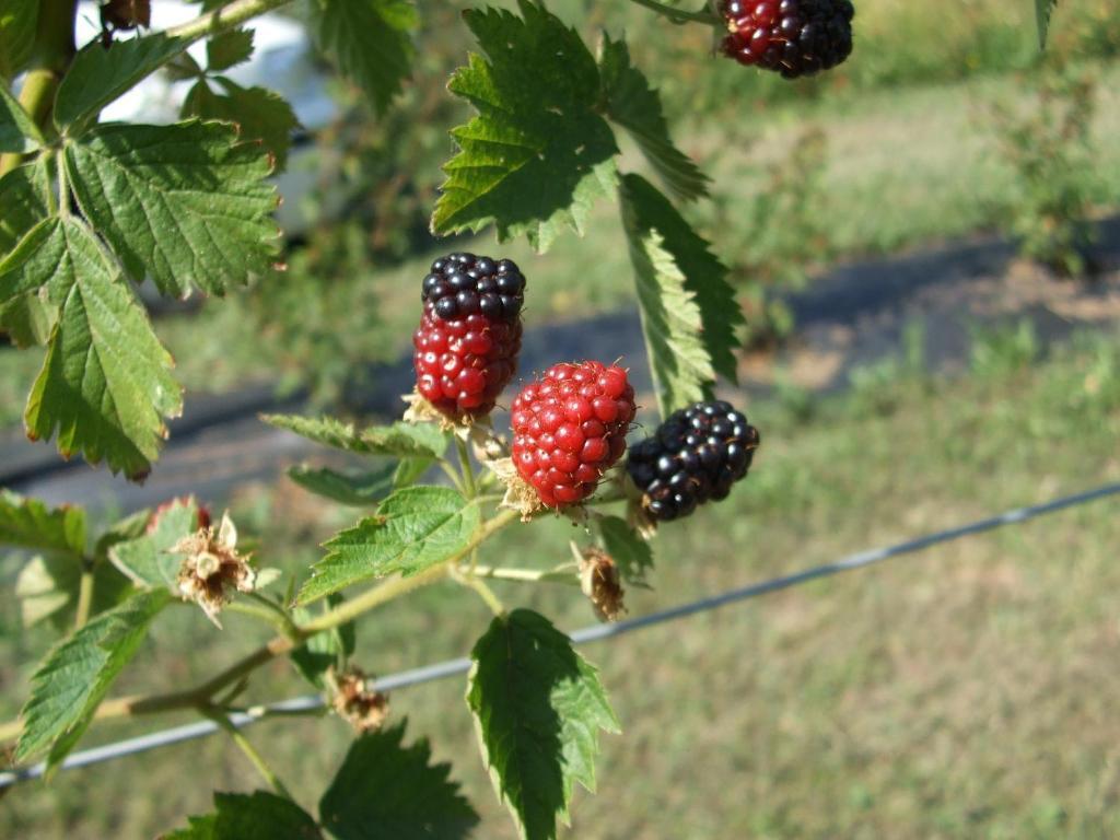 Agriturismo Cascina Rossano Provaglio d'Iseo Eksteriør bilde