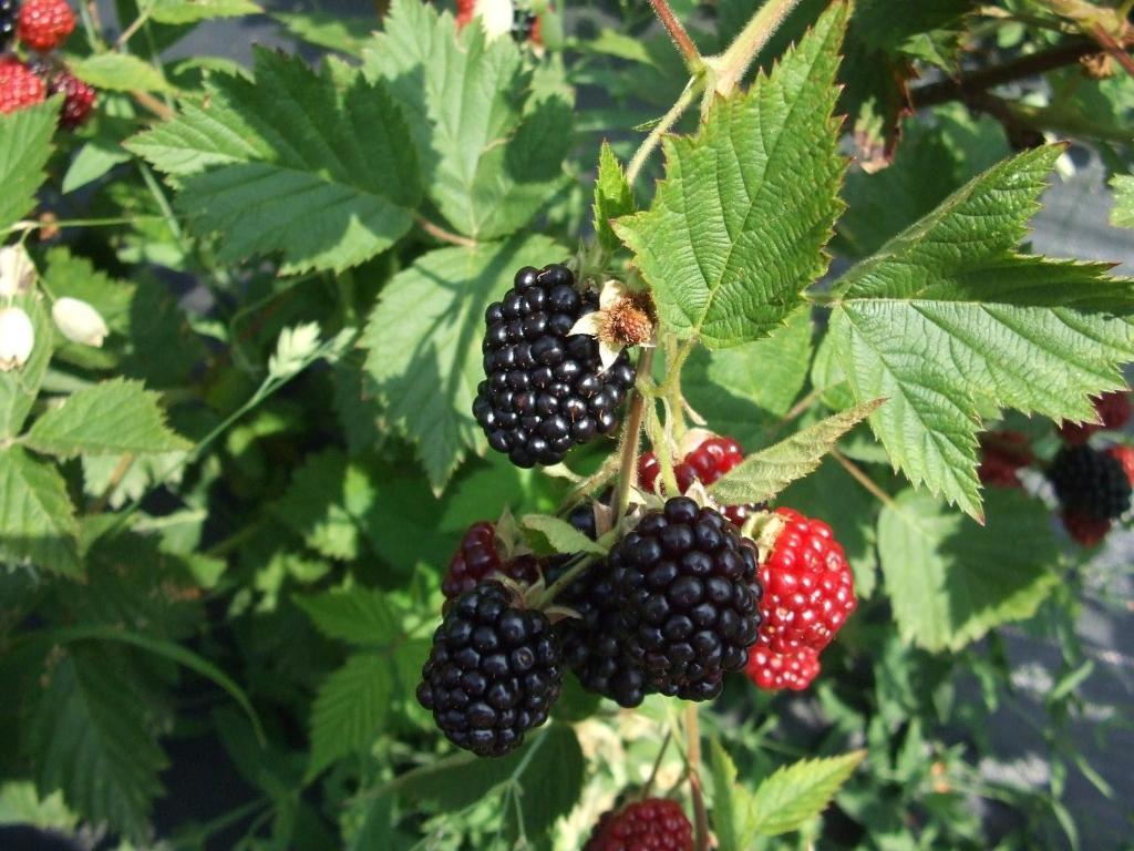 Agriturismo Cascina Rossano Provaglio d'Iseo Eksteriør bilde